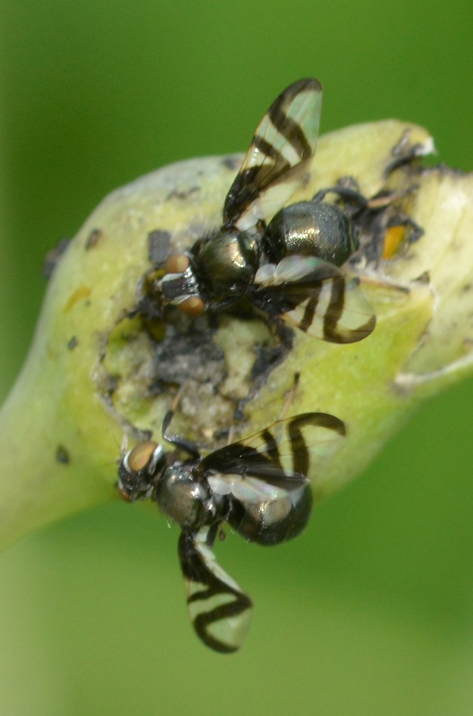 Rivellia conjuncta