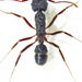 Rhytidoponera chalybaea - Photo (c) Stephen Thorpe, μερικά δικαιώματα διατηρούνται (CC BY-NC), uploaded by Stephen Thorpe