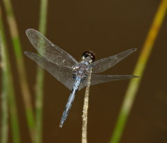 Celithemis verna