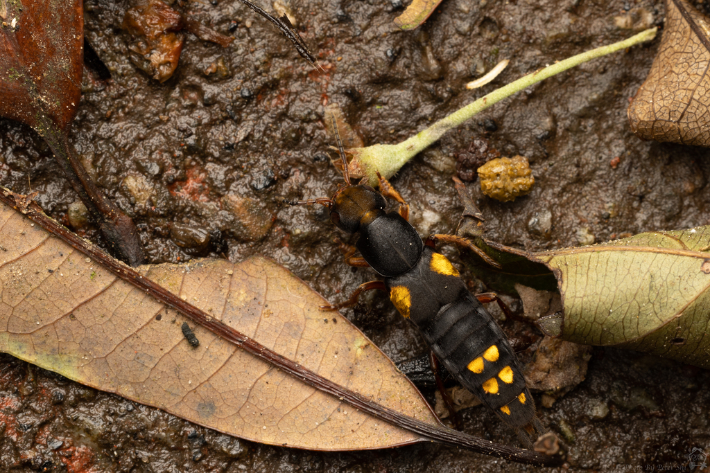 Agelosus auricomus