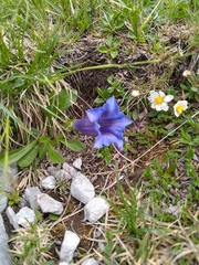 Gentiana clusii clusii