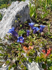 Gentiana clusii clusii
