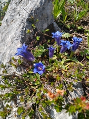 Gentiana clusii clusii