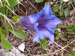 Gentiana clusii clusii