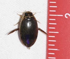 Thermonectus nigrofasciatus