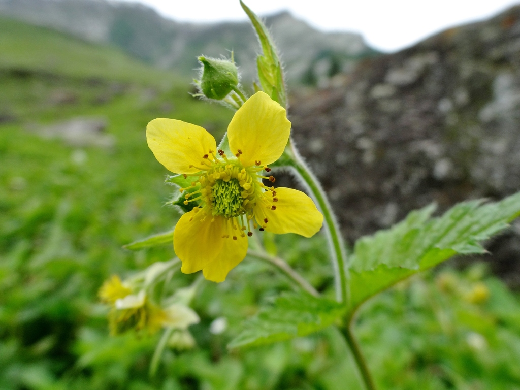Himalayan Avens