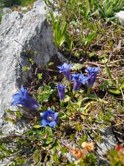 Gentiana clusii clusii