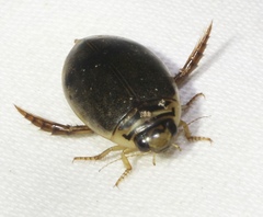 Thermonectus nigrofasciatus