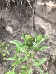 Dracocephalum parviflorum