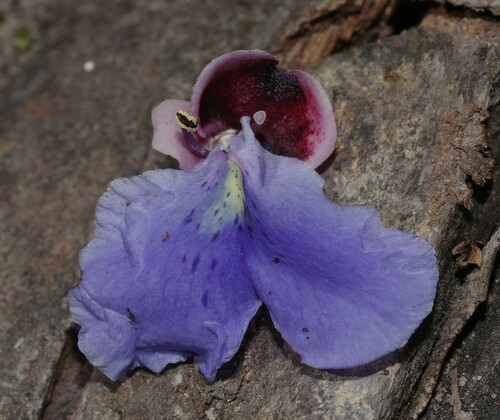 Qualea caerulea