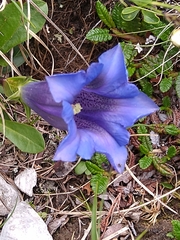 Gentiana clusii clusii