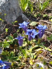 Gentiana clusii clusii