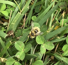 Bombus flavifrons