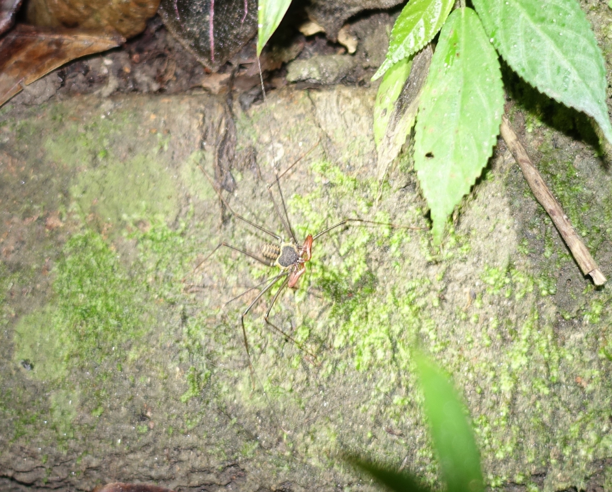 Heterophrynus batesii (Butler, 1873)