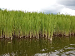 Zizania latifolia