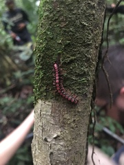 Helicorthomorpha holstii