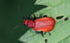 Pyrochroa serraticornis