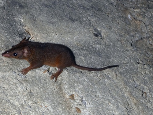 Rusty Antechinus (Antechinus adustus)