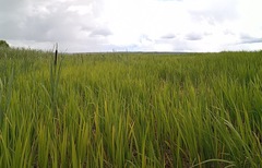 Zizania latifolia