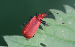 Pyrochroa serraticornis