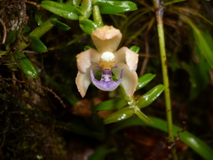 Dichaea squarrosa