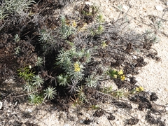 Helichrysum serotinum