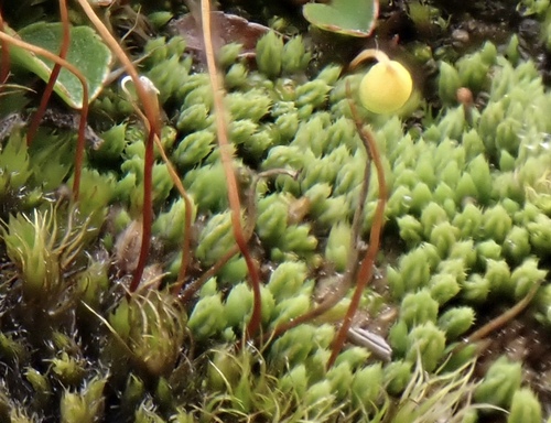 Helmet-moss (Conostomum tetragonum)