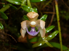 Dichaea squarrosa