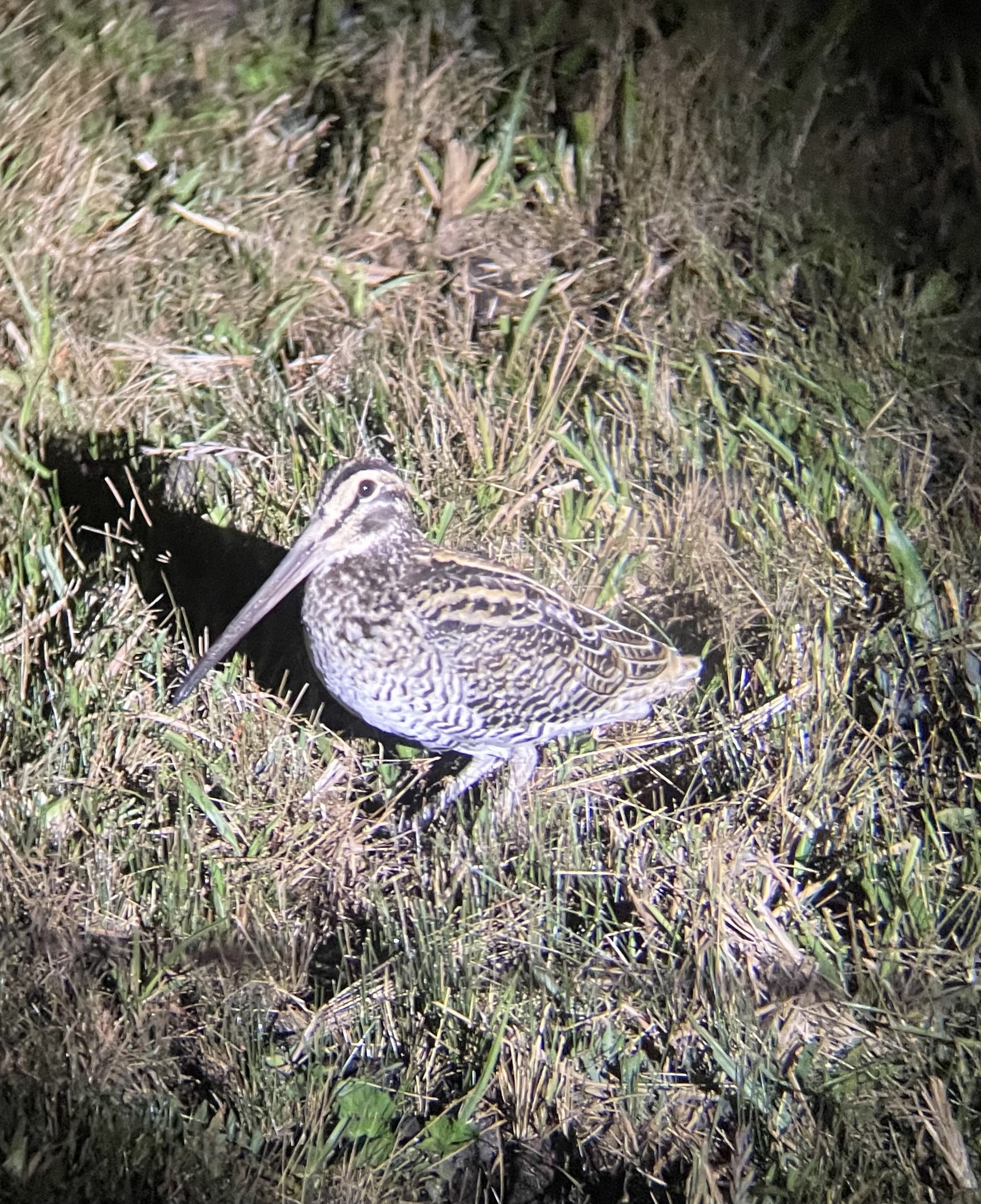 Giant Snipe (Gallinago undulata), photo 2