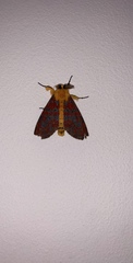 Mpanjaka gentilis