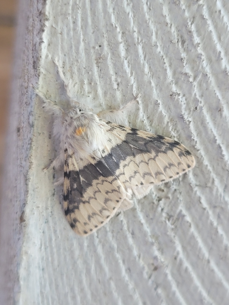 Lymantria griseostriata