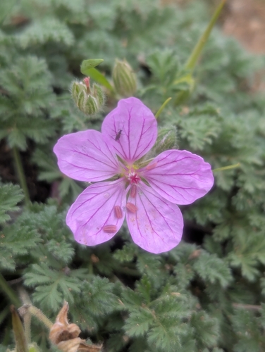 Image of Erodium foetidum by (c) Denis Bastianelli, some rights reserved (CC BY)