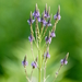 Blue Vervain - Photo (c) psweet, some rights reserved (CC BY-SA), uploaded by psweet