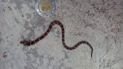 Geophis semidoliatus