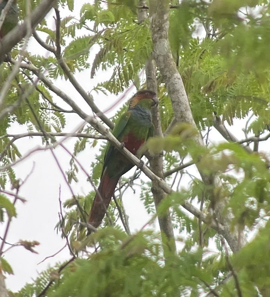 Ochre-marked Parakeet (Pyrrhura cruentata), photo 5