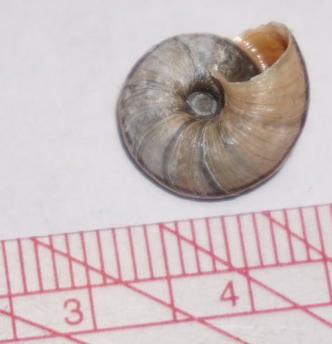 Alpine Mountainsnail