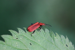 Pyrochroa serraticornis