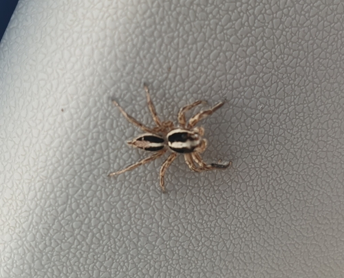 Pantropical Jumping Spider