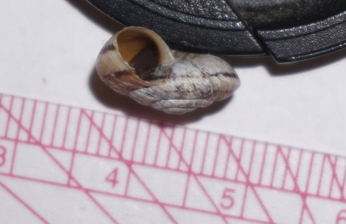 Alpine Mountainsnail