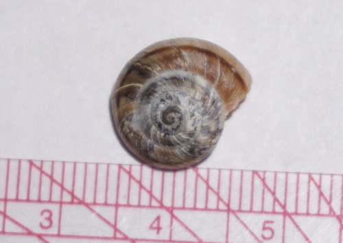 Alpine Mountainsnail