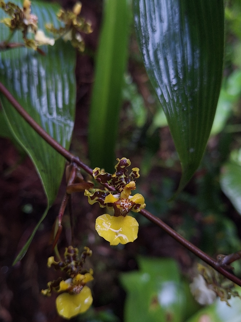 Oncidium bracteatum
