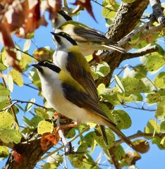 Melithreptus gularis laetior