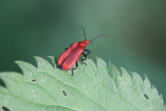 Pyrochroa serraticornis