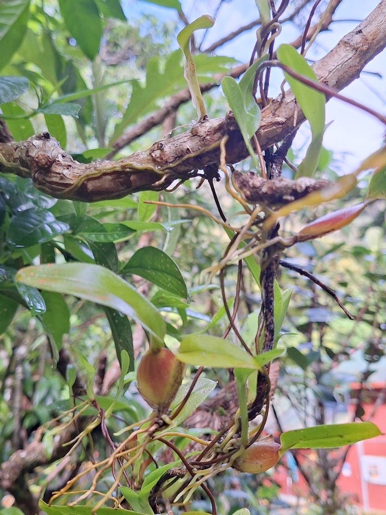 Otoglossum globuliferum