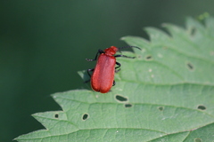 Pyrochroa serraticornis