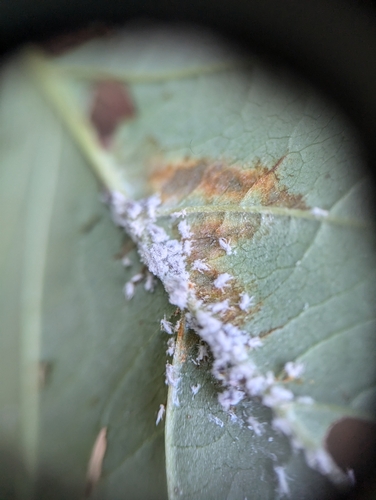 Waxy Dogwood Aphid