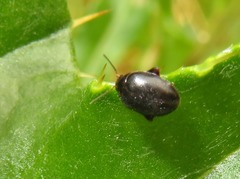 Scirtes hemisphaericus