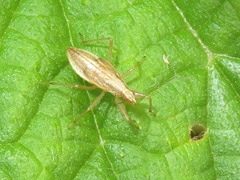 Nabis limbatus
