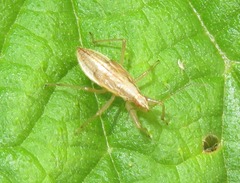 Nabis limbatus
