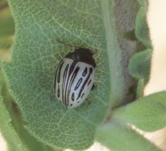 Zygogramma heterothecae